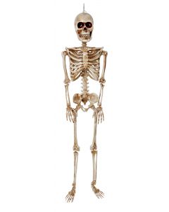 36” Articulated Skeleton