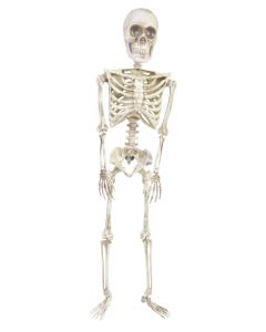 36” Articulated Skeleton
