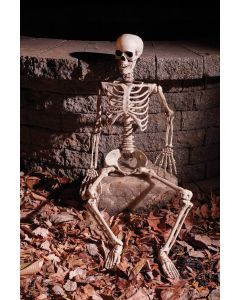 36” Articulated Skeleton