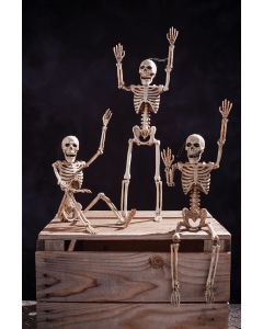 14" Posable Skeleton