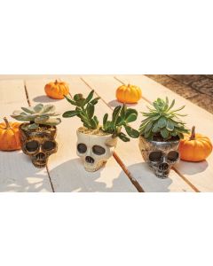 Mini Skull Planter PDQ 