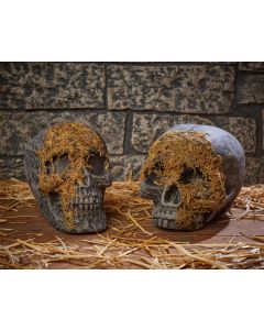 Moss Covered Skull  Assortment